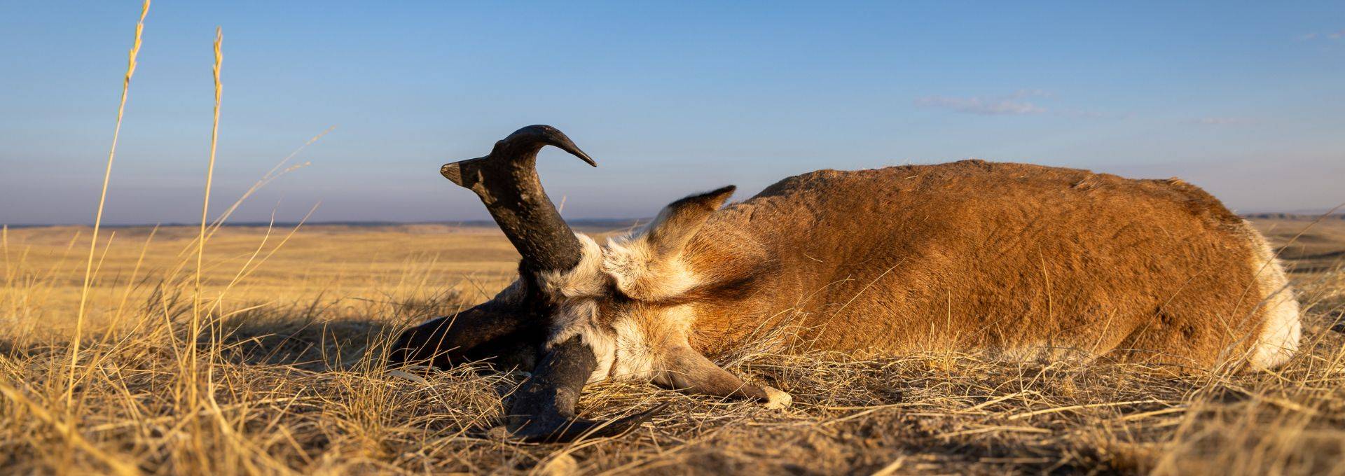 Lifetime Success Ratios Lifetime Success Ratios