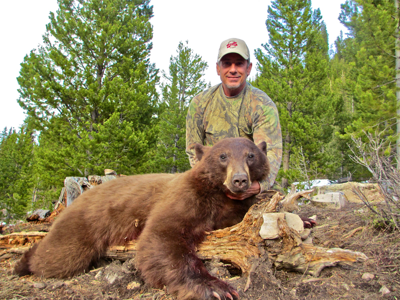 2014 Wyoming Spring Black Bear Hunts are Underway!