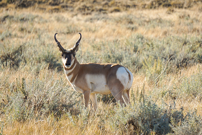 SNS Supports Pronghorn in California | Wyoming Hunting News