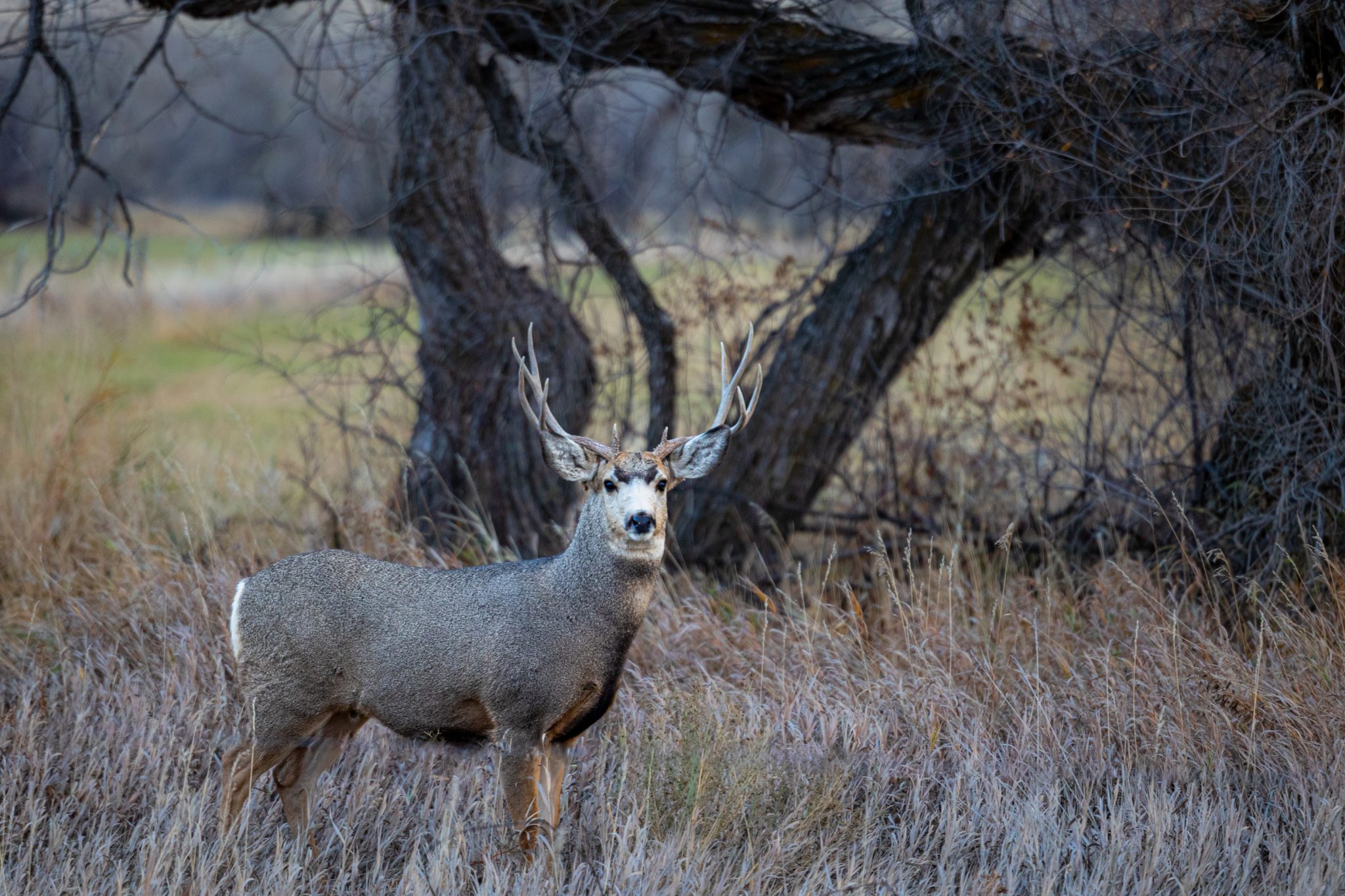 Rutting Mule Deer | Wyoming Hunting News