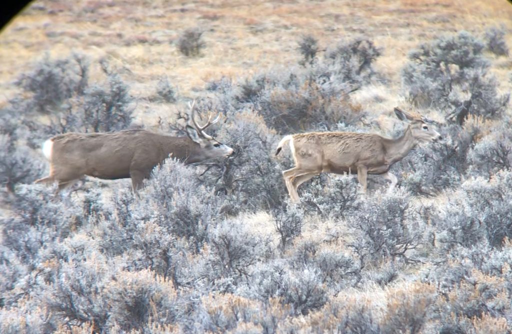 rutting-mule-deer-wyoming-hunting-news