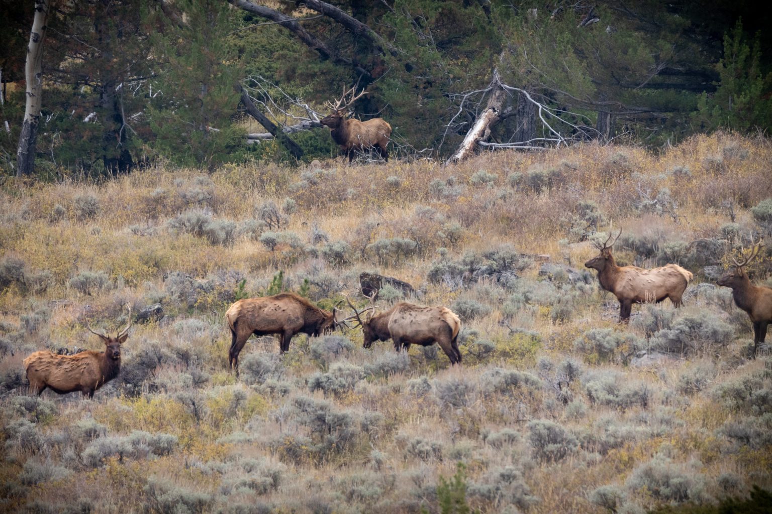 Testing your Elk Fact knowledge | Wyoming Hunting News