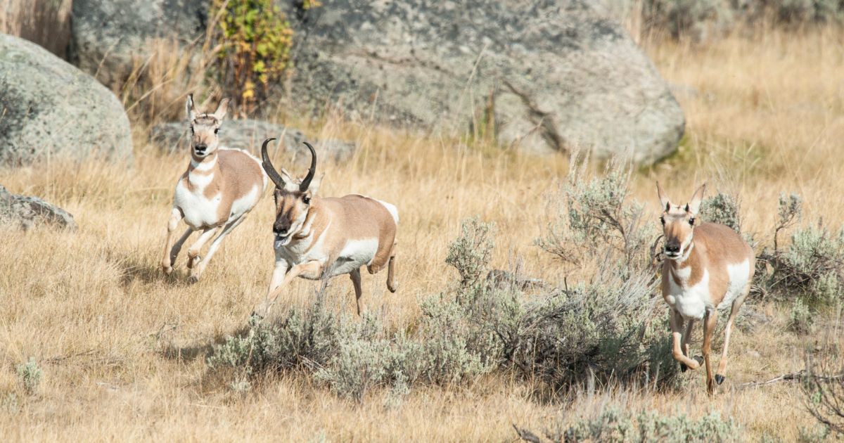 Wyoming Guided Pronghorn antelope hunts