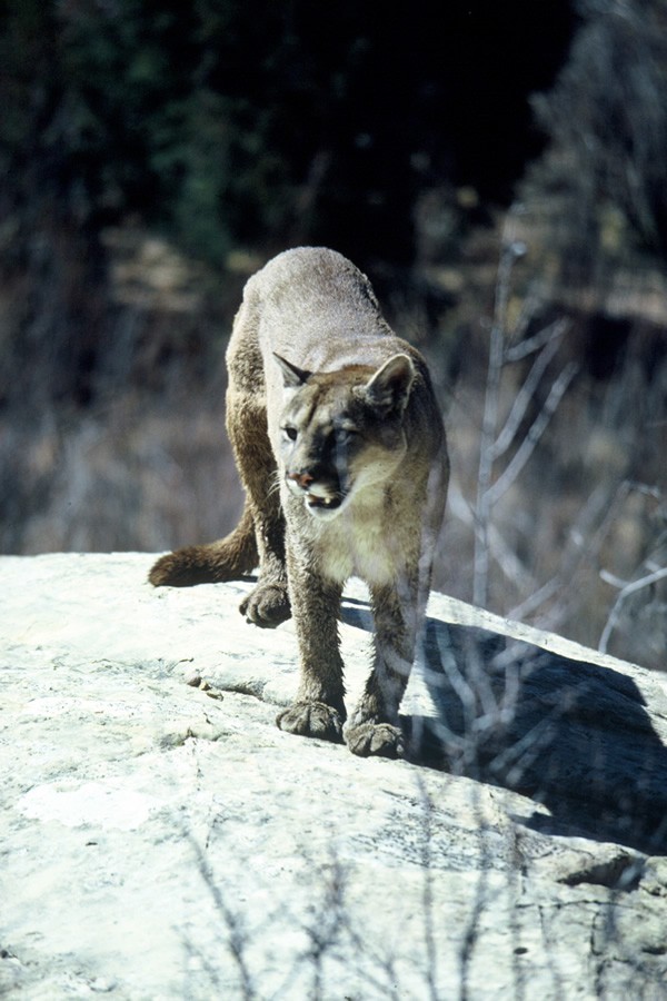 Mountain Lion on a rock