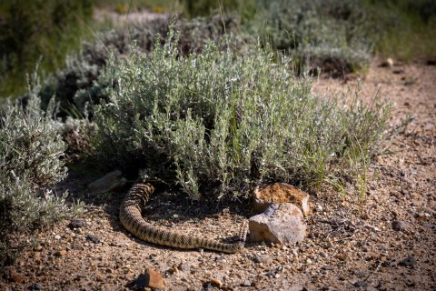 Breaking the Rules for a Rattlesnake