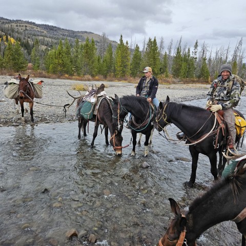 Archery Elk Hunting in Wyoming: The Ultimate Adventure