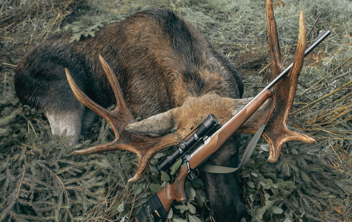 Wyoming moose hunt with SNS Outfitter & Guides