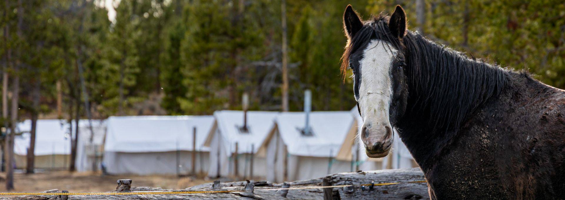 About SNS Outfitter & Guides About SNS Outfitter & Guides