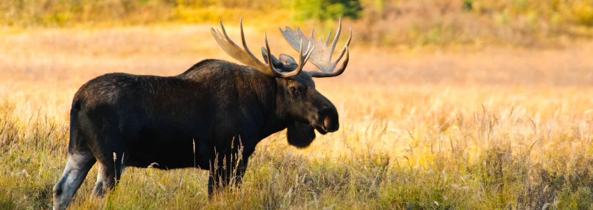 Wyoming Moose Hunt Trips
