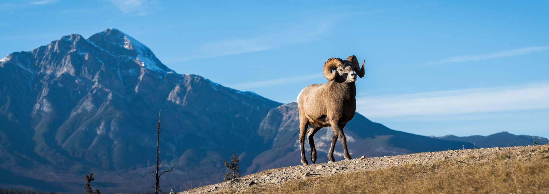 Wyoming Big Horn Sheep Hunt Trips