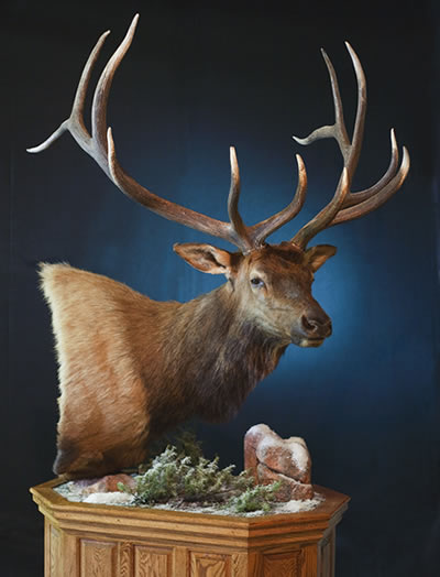 Taxidermy, Trophy Care, and Meat Processing