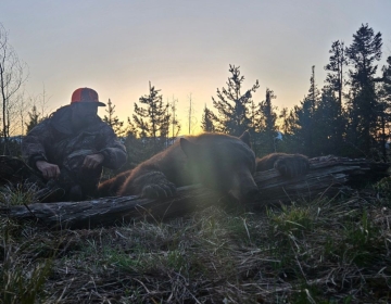 Silhouette of a hunter in camouflage sitting at sunset with a harvested black bear on a Wyoming hunt.