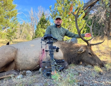 Hunter with a bow kneeling beside a harvested bull elk in a sunny Wyoming forest, showcasing a successful archery hunt.